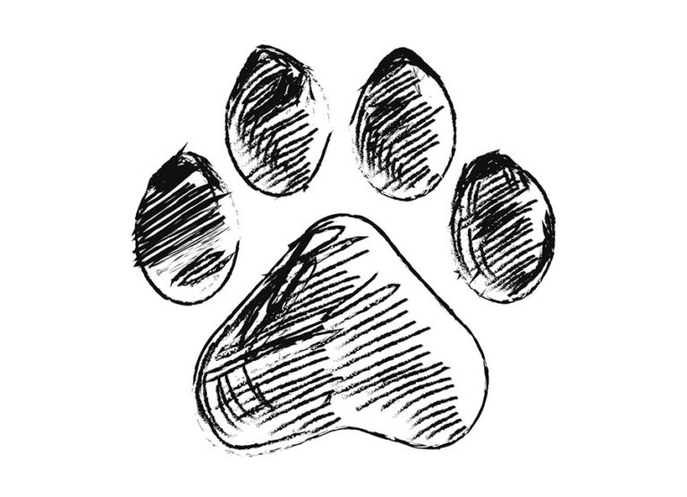 Croquis Café: Paws to Sketch!
