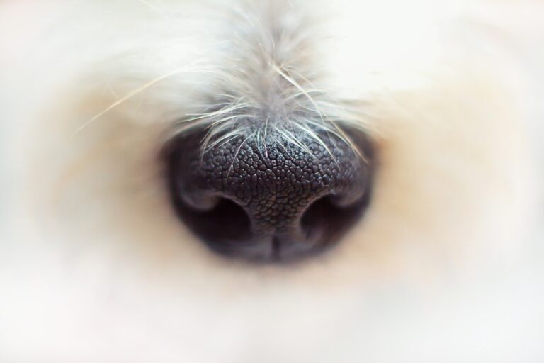 Zoom workshop – Dogs